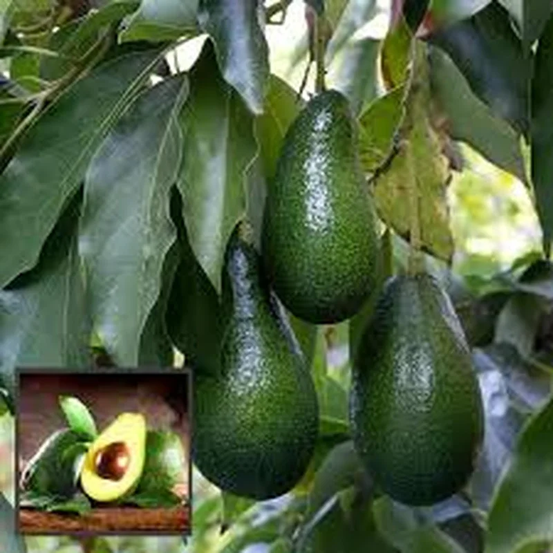 Hass Avocado Live Plant – 0.5 Gallon Pot – Premium Fruit Tree – Persea americana - Image 5