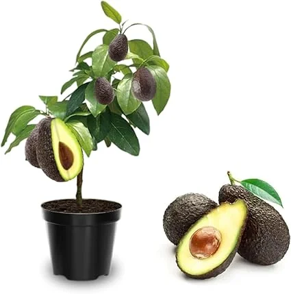 Hass Avocado Tree Live Plant - Grafted, 2-3 Ft Tall, 3 Gallon Pot, Ready to Fruit - Image 3