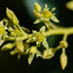 Hass Avocado Tree Live Plant - Grafted, 2-3 ft Tall, 3 Gallon Pot - Image 4