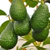 Hass Avocado Tree Live Plant – Grafted, 3 Gallon Pot – Outdoor Fruit Tree - Image 1