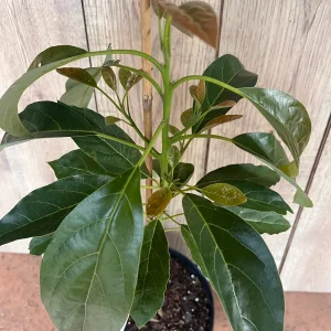 Hass Avocado Tree Live Plant – Grafted, 3 Gallon Pot – Outdoor Fruit Tree - Image 2