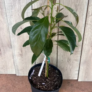 Hass Avocado Tree Live Plant – Grafted, 3 Gallon Pot – Outdoor Fruit Tree - Image 3