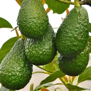 Hass Avocado Tree Live Plant – Grafted, 3 Gallon Pot – Outdoor Fruit Tree - Image 1