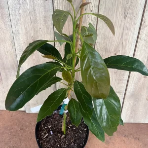 Hass Avocado Tree Live Plant – Grafted, 3 Gallon Pot – Outdoor Fruit Tree - Image 4
