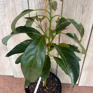 Hass Avocado Tree Live Plant – Grafted, 3 Gallon Pot – Outdoor Fruit Tree - Image 6