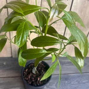 Hass Avocado Tree Live Plant – Grafted, 3 Gallon Pot – Outdoor Fruit Tree - Image 8