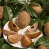 Hasya Sapodilla Live Plant - 2 Feet Tall Fruit Tree in 3 Gallon Pot - Image 1