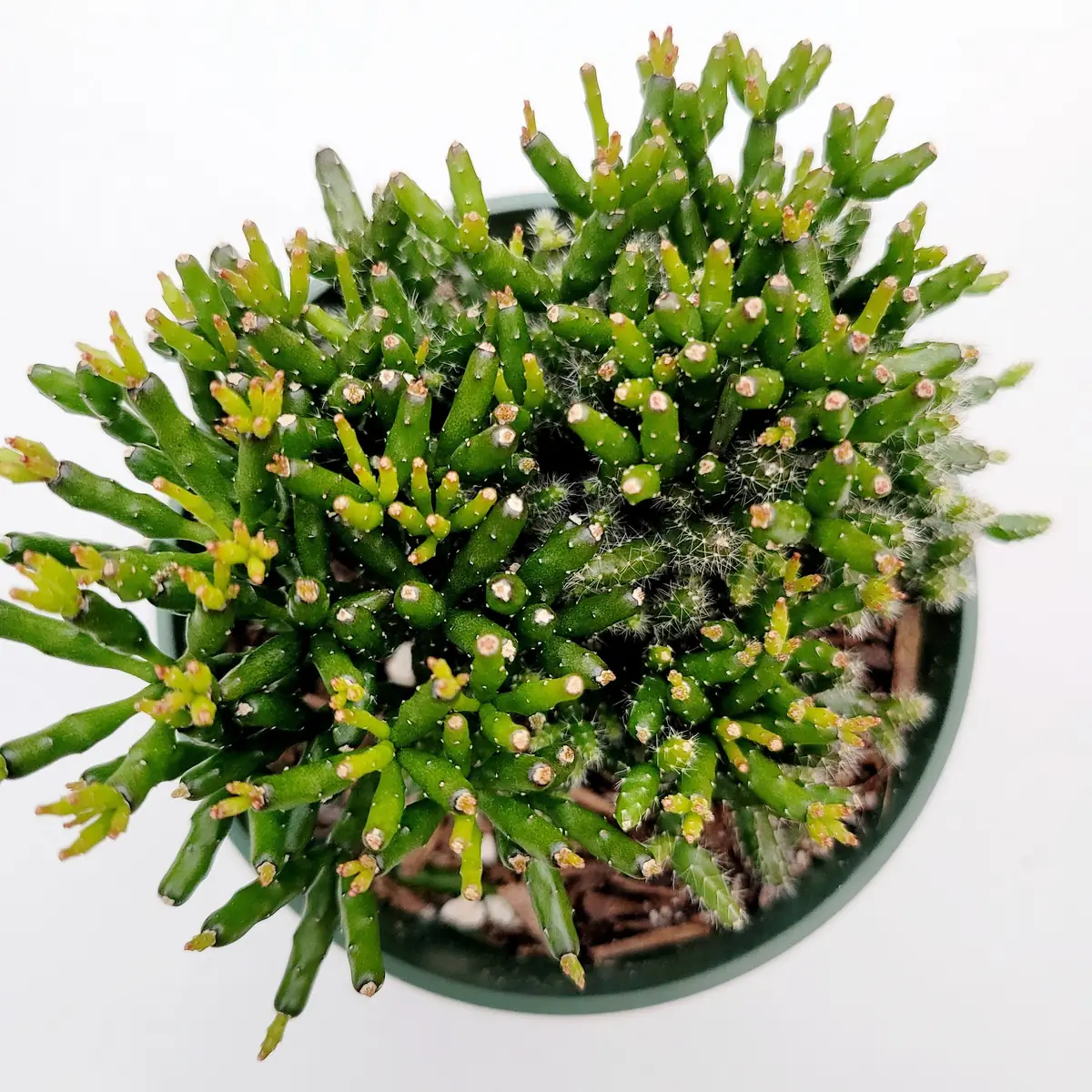 Hatiora Salicornioides 'Dancing Bones' Succulent Live Plant - Unique Indoor/Outdoor - Image 2