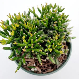 Hatiora Salicornioides 'Dancing Bones' Succulent Live Plant - Unique Indoor/Outdoor - Image 1