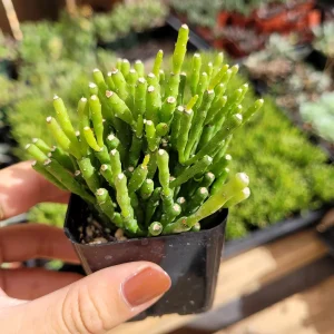 Hatiora Salicornioides 'Dancing Bones' Succulent Live Plant - Unique Indoor/Outdoor - Image 5