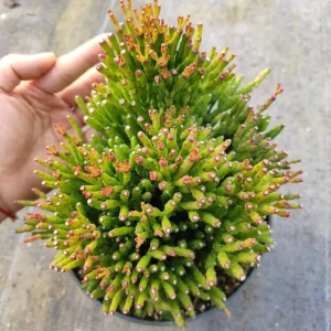 Hatiora Salicornioides 'Dancing Bones' Succulent Live Plant - Unique Indoor/Outdoor - Image 7