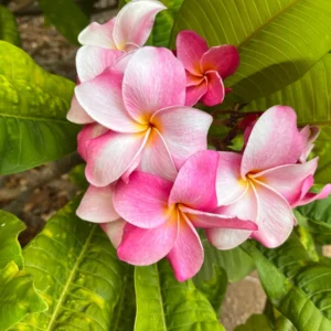 Hawaiian Frangipani Plumeria Unrooted Cutting 10-12 inch - Sweet Scented Flower - Image 1