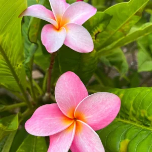 Hawaiian Frangipani Plumeria Unrooted Cutting 10-12 inch - Sweet Scented Flower - Image 3
