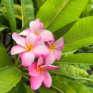 Hawaiian Frangipani Plumeria Unrooted Cutting 10-12 inch - Sweet Scented Flower - Image 4