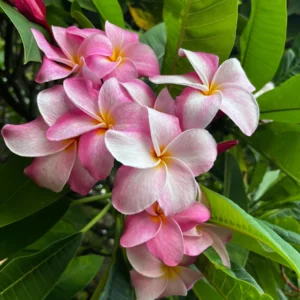 Hawaiian Frangipani Plumeria Unrooted Cutting 10-12 inch - Sweet Scented Flower - Image 6