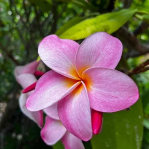 Hawaiian Frangipani Plumeria Unrooted Cutting 10-12 inch - Sweet Scented Flower - Image 8