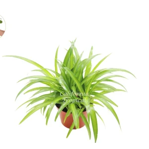 Hawaiian Spider - 6'' from California Tropicals - Image 1