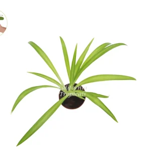 Hawaiian Spider Live Plant – Tropical Foliage – 2 inch Pot – Indoor - Image 2