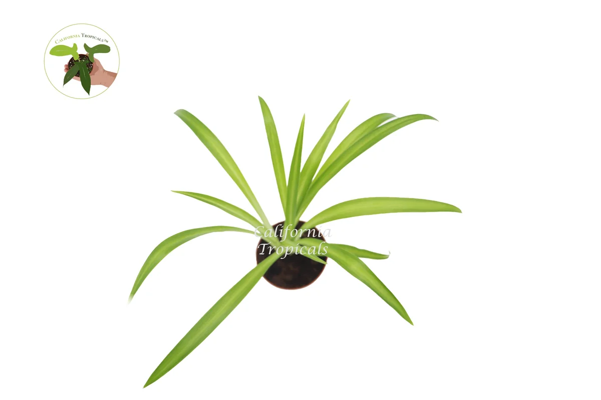 Hawaiian Spider Live Plant – Tropical Foliage – 2 inch Pot – Indoor - Image 2
