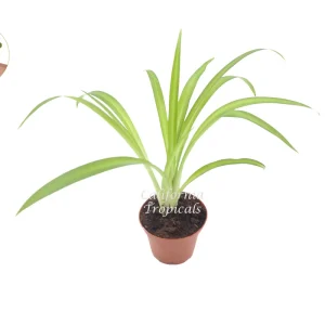 Hawaiian Spider Live Plant – Tropical Foliage – 2 inch Pot – Indoor - Image 1