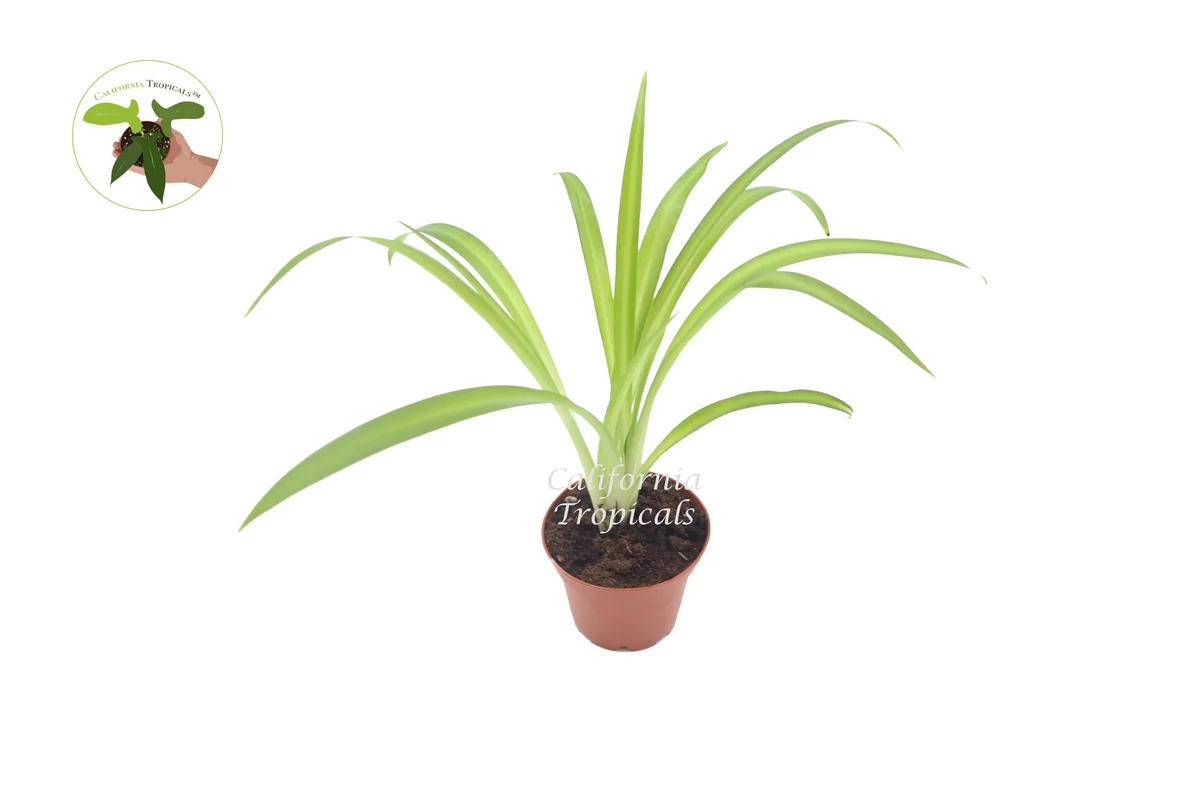 Hawaiian Spider Live Plant – Tropical Foliage – 2 inch Pot – Indoor - Image 1