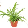 Hawaiian Spider Plant - 4'' Potted Live Plant - Indoor Houseplant - Image 1