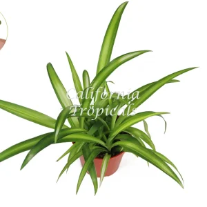 Hawaiian Spider Plant - 4'' Potted Live Plant - Indoor Houseplant - Image 2
