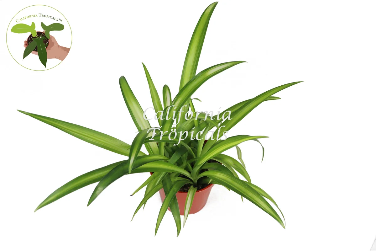 Hawaiian Spider Plant - 4'' Potted Live Plant - Indoor Houseplant - Image 2