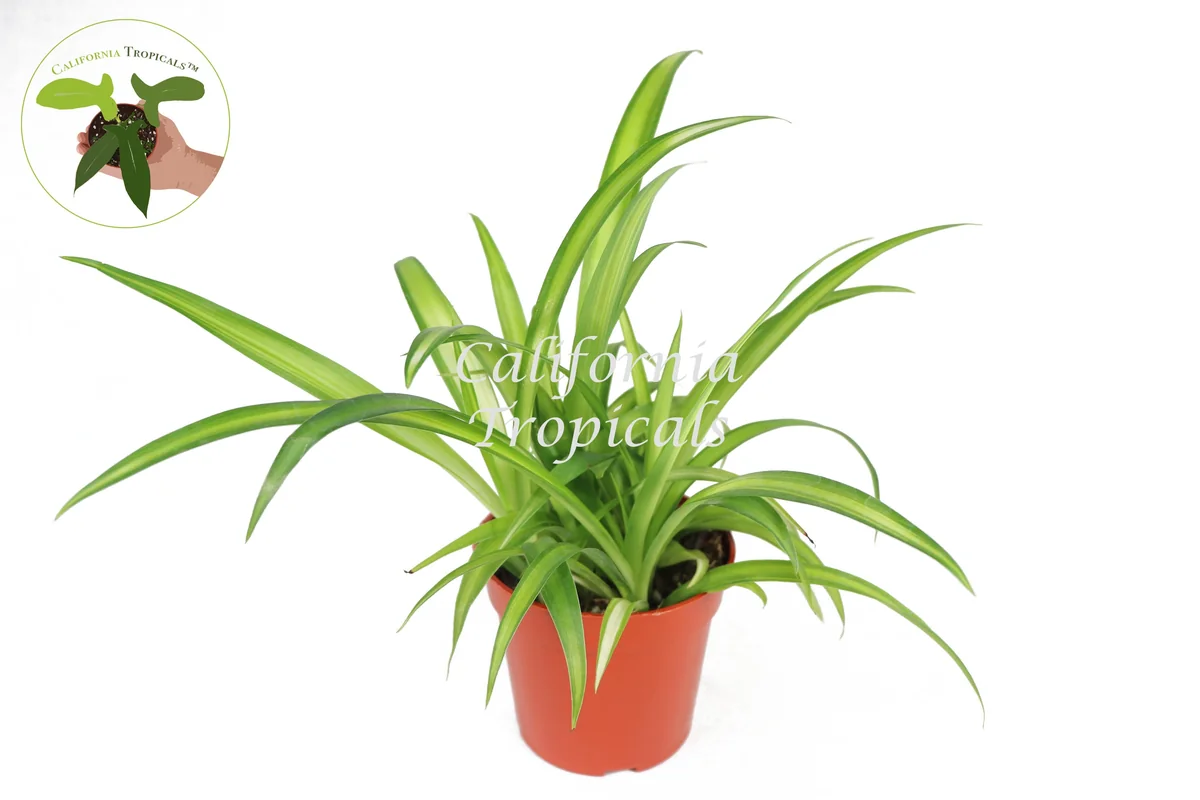 Hawaiian Spider Plant - 4'' Potted Live Plant - Indoor Houseplant - Image 1