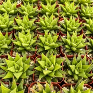 Haworthia Angustifolia Baylissii Live Succulent Plant - 2.5 inch Pot - Image 2