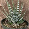 Haworthia Attenuata 'Big Band' Live Plant - Zebra Haworthia - 4 inch Pot - Image 1