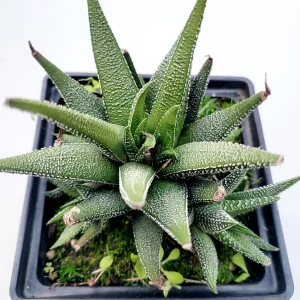 Haworthia attenuata 'Concolor' Succulent Plant – Live Indoor Cactus - Image 1
