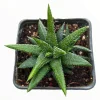 Haworthia attenuata 'Enon' Live Succulent Plant – Easy Care Houseplant - Image 1