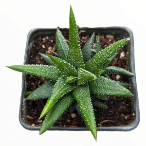 Haworthia attenuata 'Enon' Live Succulent Plant – Easy Care Houseplant - Image 1