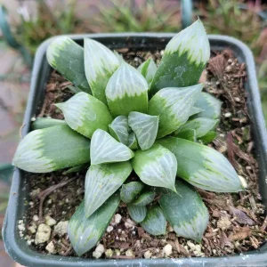 Haworthia Byakuya 'White Night' Variegated Succulent Live Plant Indoor - Image 2