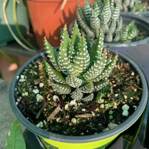 Haworthia Coarctata Live Plant - 4 inch Pot - Indoor Succulent - Image 1