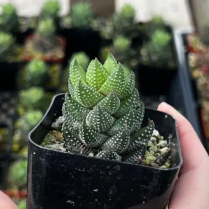 Haworthia Coarctata Live Succulent Plant, Rooted in 2.5'' Pot, Indoor - Image 2