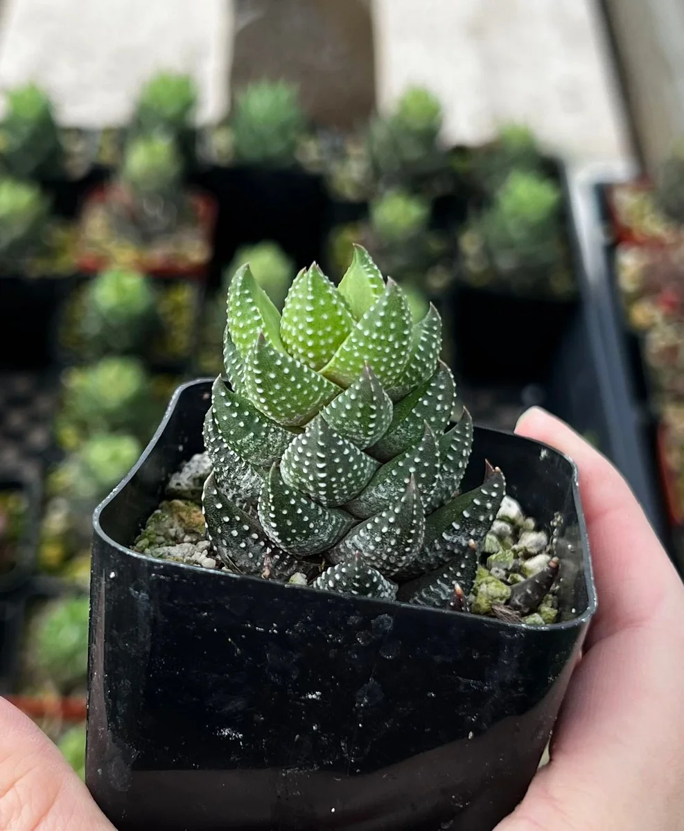 Haworthia Coarctata Live Succulent Plant, Rooted in 2.5'' Pot, Indoor - Image 2