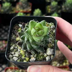Haworthia Coarctata Live Succulent Plant, Rooted in 2.5'' Pot, Indoor - Image 3