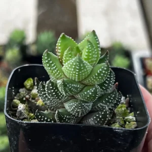 Haworthia Coarctata Live Succulent Plant, Rooted in 2.5'' Pot, Indoor - Image 1