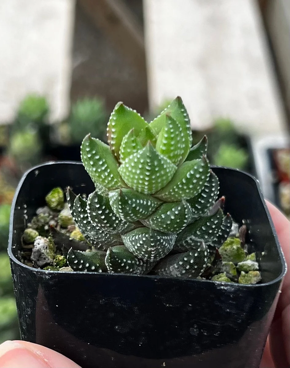 Haworthia Coarctata Live Succulent Plant, Rooted in 2.5'' Pot, Indoor - Image 1
