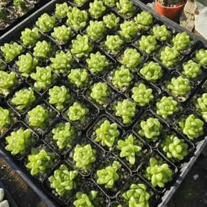 Haworthia Cooperi Variegated Live Plant – 2 Inch Pot – Indoor Succulent - Image 4