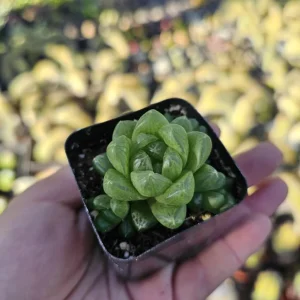 Haworthia Cooperi Variegated Live Plant – 2 Inch Pot – Indoor Succulent - Image 5