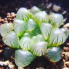Haworthia Cooperi Variegated Live Plant – 2 Inch Pot – Indoor Succulent - Image 1