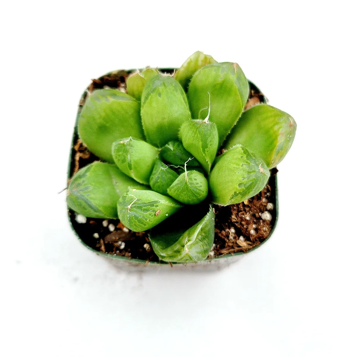 Haworthia cuspidata 'Star Window Plant' Succulent Live Plant - Indoor - Image 2