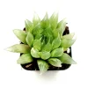 Haworthia cymbiformis 'Cathedral Window' Succulent Live Plant, Easy Care - Image 1