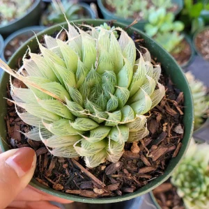 Haworthia cymbiformis 'Cathedral Window' Succulent Live Plant, Easy Care - Image 5