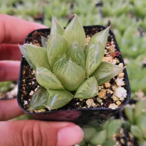 Haworthia cymbiformis 'Cathedral Window' Succulent Live Plant, Easy Care - Image 7