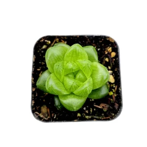 Haworthia cymbiformis var. obtusa Live Succulent Plant - 2-4 Inch Diameter - Image 1