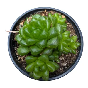 Haworthia cymbiformis var. obtusa Live Succulent Plant - 2-4 Inch Diameter - Image 4